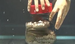 瓶子最新爆料视频,视频内容深度解析